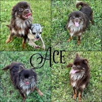 ace, an adoptable chihuahua / chihuahua / chihu