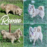 four pictures of a dog with the name romeo