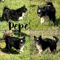 pepe, an adoptable chihuahua in san diego, california