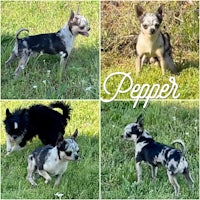 four pictures of a chihuahua and a chihuahua